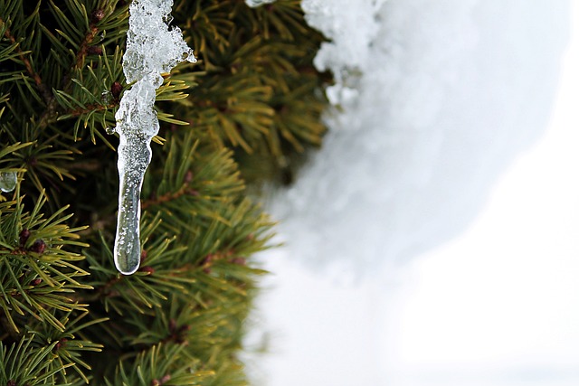 jak zbudować ogród zimowy