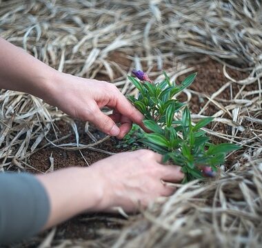 gdzie szukać ogrodnika