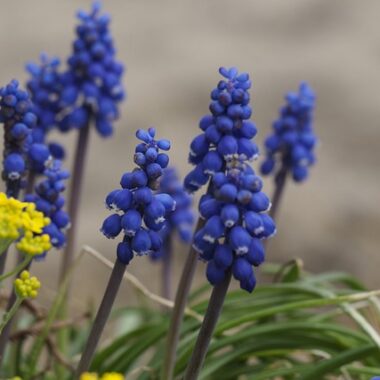 skalniaki w ogrodzie